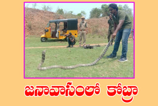 king cobra at vizag