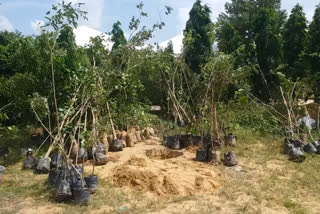 Jaipur news, trees on National Highway