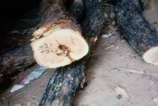 khair wood smuggling yamunanagar