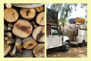 Churu harvesting green trees and smuggling in Haryana