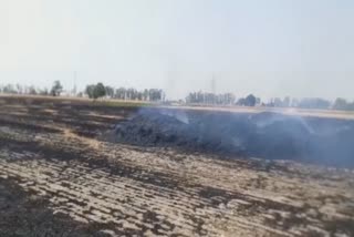 karnal wheat crop field fire