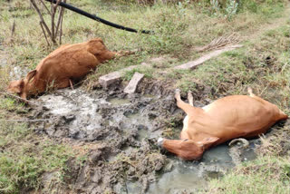 மின்சாரம் பாய்ந்து 4 பசுமாடுகள் பரிதாபமாக உயிரிழப்பு