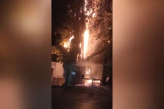 tree caught fire after lightning