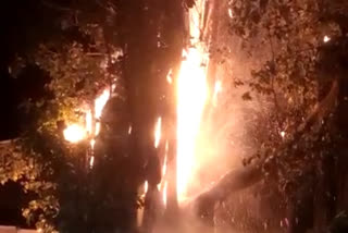 Kolhapur Tree fire news