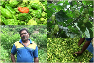 George Joseph, a native of Kattappana, has been successful in cultivating Mali chillies in the hilly village of Mankulam  George Joseph  Kattappana  successful in cultivating Mali chillies  Mankulam  ഏലവും കുരുമുളകും മാത്രമല്ല, ഇടുക്കിയില്‍ മുളകും കൃഷി ചെയ്യാം; ജോര്‍ജ് ജോസഫിന്‍റെ വിജയഗാഥ  ഏലവും കുരുമുളകും മാത്രമല്ല, ഇടുക്കിയില്‍ മുളകും കൃഷി ചെയ്യാം  ജോര്‍ജ് ജോസഫിന്‍റെ വിജയഗാഥ  മാലി മുളക് കൃഷി  ജോര്‍ജ് ജോസഫ്