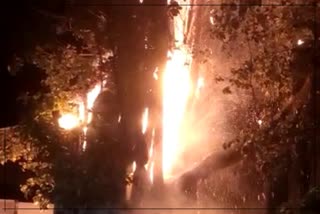 A tree caught fire after lightning at Kolhapur of Maharashtra