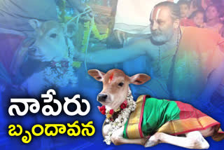 A grand naming ceremony for Calf in Pochamma Wada