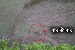 golaghat tiger terror