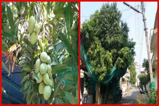 Man grows 20 varieties of mangoes on single tree  20 varieties of mangoes on single tree  Karnataka man grows 20 varieties of mangoes on single tree  Man in Shivamogga grow 20 varieties of mangoes on single tree  ഒരു മാവില്‍ 20 തരം മാങ്ങകള്‍  ഹോർട്ടികൾച്ചർ ഓഫീസറായ ശ്രീനിവാസ്  കര്‍ണാടകയിലെ ഷിമോഗ