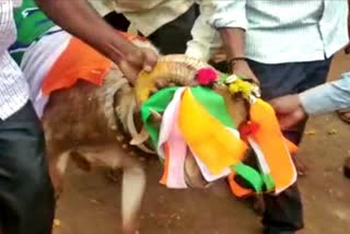 siddaramaiah get giffted Goat by his fans