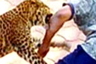 leopard attacked on farmers in bahraich