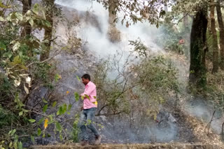 fire in the forests of Survey of India Kansal State