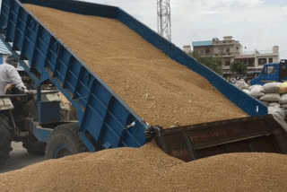 Bumper crop purchase in Bhiwani grain markets till April 11