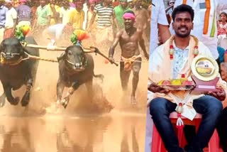 കമ്പള പോത്തോട്ട മത്സരം  കര്‍ണാടക  kambala buffalo jockey sets new record in buffalo racing  kambala buffalo race  buffalo jockey srinivasa gouda