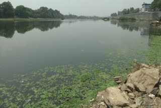 The Tunga River is polluted by the sewage water of Shimoga town