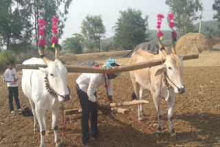 Farmers  started agricultural activity on Ugadi Day