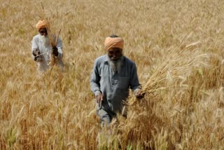 wheat paddy procurement