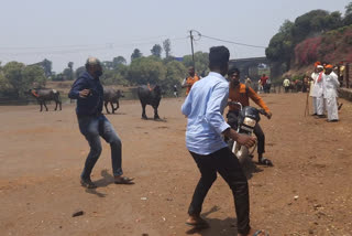 Kolhapur buffalo race police action video