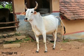 farmer-death-by-cow-punch-in-mysore