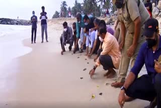 Slug Fifty-two days of wait ends; Olive ridley turtle hatchlings get released to the sea at Kollam