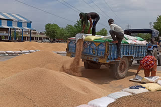 bhiwani wheat crop purchase rule changed