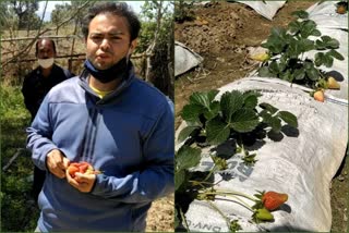 strawberry-plant-brought-from-maharashtra-by-air-in-the-lockdown