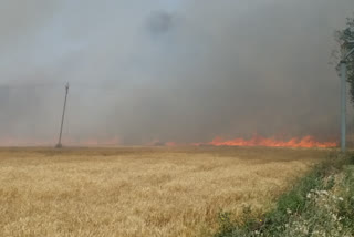 karnal 100 acres field fire