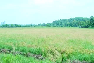 farming continue paddy fields in Kottayam  നദി പുന സംയോജന പദ്ധതി സമിതി  rice cultivation Paddy field