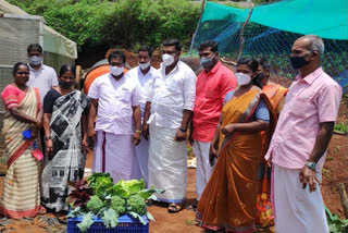 senapathy panchayat vegetable farming  vegetable farming  ഇടുക്കി വാര്‍ത്തകള്‍  സേനാപതി പഞ്ചായത്ത്  ഇടുക്കി വാര്‍ത്തകള്‍