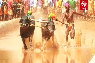 Kambala's Buffalo Jockey 'Usain Bolt'  கம்பாளா எருமை மாட்டுப் பந்தயம்  ஸ்ரீநிவாச கவுடா  Buffalo Jockey  உசைன் போல்ட்டின் சாதனையை முறியடித்த இளைஞர்  கம்பாளா உசைன் போல்ட்  Kambala's Usain Bolt  The young man who broke Usain Bolt's record