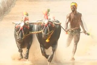 Usain Bolt of Kambala in Karnataka Sriniwas gowda