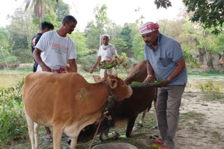 গৰু বিহু পালন কৰিলে বিধায়ক মৃণাল শইকীয়াই