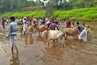 goru-bihu-celebration