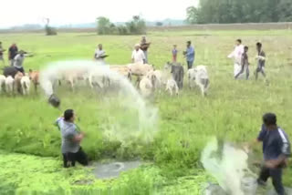 ডিব্ৰুগড় বৰপথাৰত গৰু বিহু উদযাপন