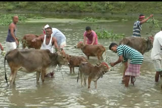 বাইহাটাতো পৰম্পৰা ৰক্ষা কৰি গৰু বিহু পালন