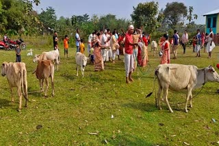 goru-bihu-celebration