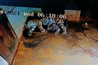 Tigress megha gives birth