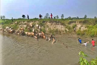 পৰম্পৰাগতভাৱে বিশ্বনাথবাসীয়ে উদযাপন কৰিলে গৰু বিহু