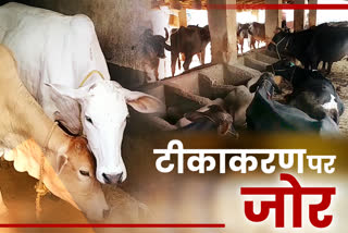 animals vaccination closed due to corona in ranchi