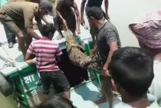 a crocodile from jagatdal river entered at patharpratima