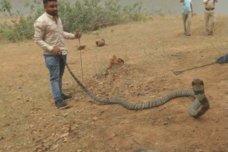 rescue of 13 feet long snake in korba