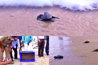 Travancore Nature History Society  Olive Ridley turtles  Olive ridley turtle eggs hatch in Kollam  baby turtles released into sea  conservation of Olive Ridley turtle eggs  ஆலிவ் ரிட்லி  ஆமைகள்