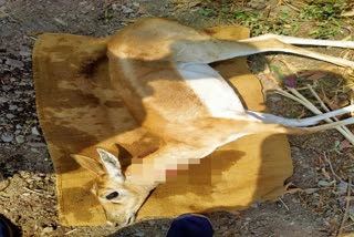 Deer killed dog attack Tokwadi