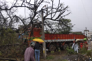 A big tree collapsed on a lorry