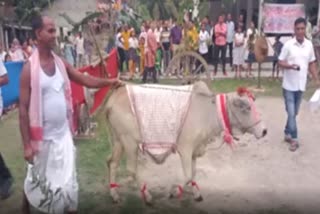 bajali-cow-fashion-show