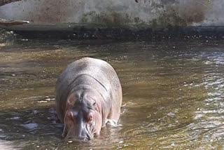 pregnant hippopotamus died in lucknow zoological park