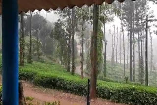 Heavy rain, Heavy rain in Chikmagalur, Chikmagalur Heavy rain, Chikmagalur Heavy rain news, ಭಾರಿ ಮಳೆ, ಚಿಕ್ಕಮಗಳೂರಿನಲ್ಲಿ ಭಾರಿ ಮಳೆ, ಚಿಕ್ಕಮಗಳೂರು ಮಳೆ, ಚಿಕ್ಕಮಗಳೂರು ಮಳೆ ಸುದ್ದಿ,