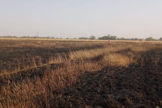 wheat crop caught fire