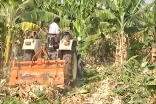 Farmer destroyed banana crop