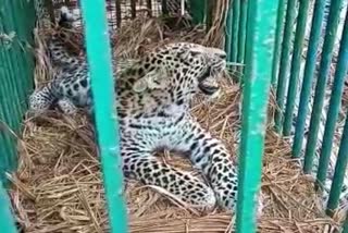 Leopard caught in Mysore